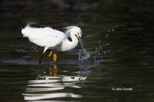 Egret;Egretta-thula;Snowy-Egret,-avifauna,-bird,-birds,-color-image,-color-photo